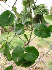 Image of Anredera cordifolia