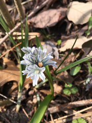 Puschkinia scilloides