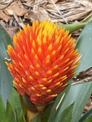 Guzmania conifera