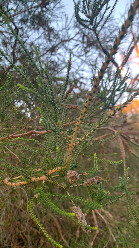 Melaleuca huegelii, photograph 5