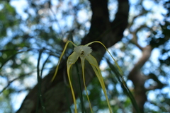 (c) josebarrientos, some rights reserved (CC BY) Brassavola appendiculata, photograph (c) josebarrientos, some rights reserved (CC BY)