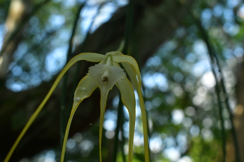 Brassavola appendiculata, photograph 4