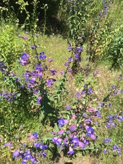 Penstemon spectabilis spectabilis