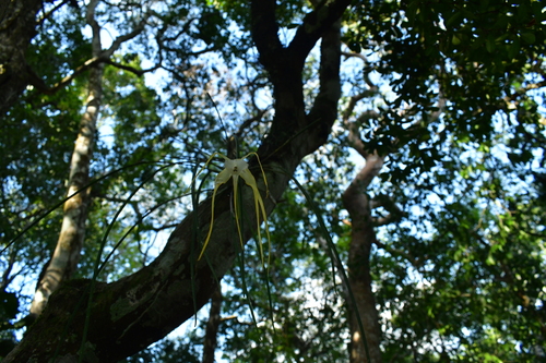 Brassavola appendiculata, photograph 6