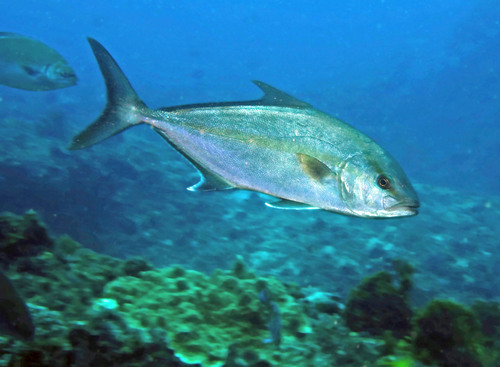 Greater Amberjack