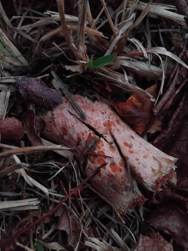 Saffron Milk Cap — Lactarius deliciosus