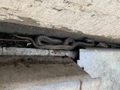 Thamnophis radix