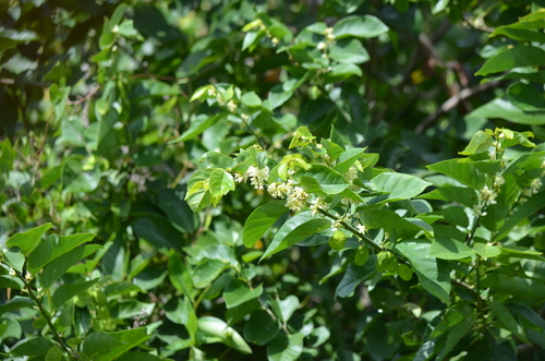 Dalbergia ecastaphyllum, photograph 4