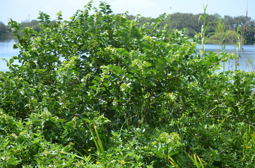 Dalbergia ecastaphyllum, photograph 5