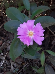 Pereskia