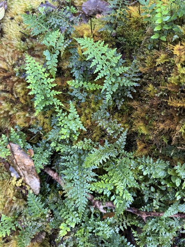 Asplenium sphenotomum observed 2026-06-20