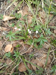 Isopyrum thalictroides