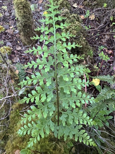 Asplenium sphenotomum observed 2026-06-20