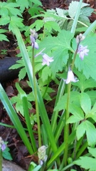 Hyacinthoides hispanica
