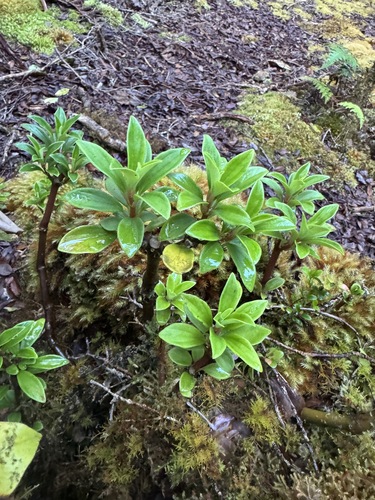Peperomia hesperomannii observed 2026-06-20