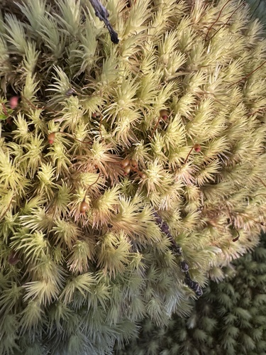 Leucobryum seemannii observed 2026-06-20