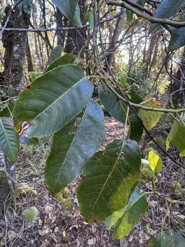 Elaeocarpus bifidus observed 2026-06-20