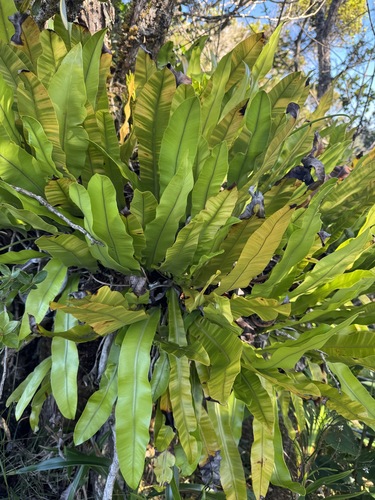Elaphoglossum aemulum observed 2026-06-20