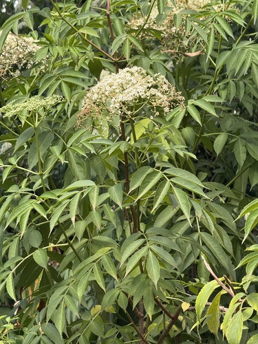 Sambucus canadensis observed 2026-06-20