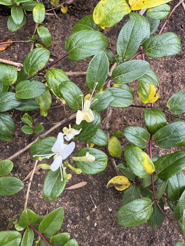 Lonicera japonica observed 2026-06-20