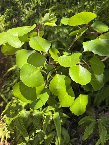 Cheirodendron fauriei observed 2026-06-20