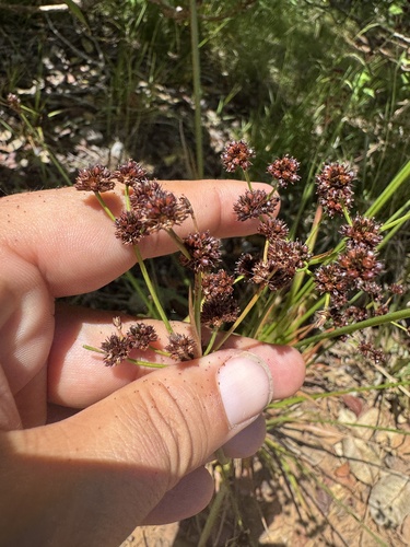 Juncus planifolius observed 2026-06-20