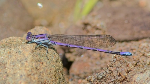Variable Dancer, Champdoré, NB, Canada, photo 8 of 10