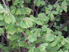 Corylus avellana