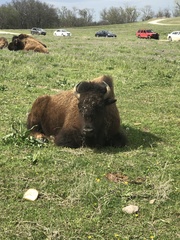 Bison