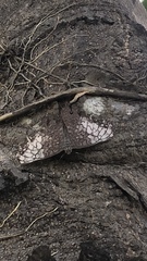 Hamadryas amphichloe