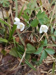 Isopyrum thalictroides