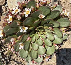 author not stated, no rights reserved Claytonia megarhiza, photograph author not stated, no rights reserved