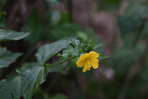 Pavonia sepium, photograph 2