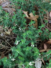 Cistus salviifolius