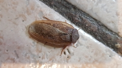 Homoeogamia mexicana