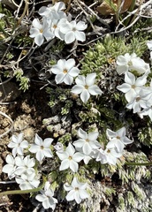 Phlox condensata