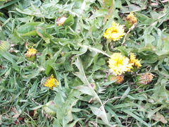 Taraxacum officinale