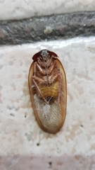 Homoeogamia mexicana