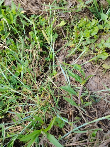 Alopecurus geniculatus