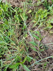 Alopecurus geniculatus