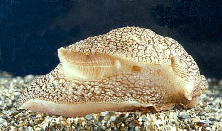 Pleurobranchaea meckeli