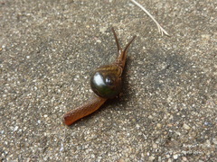 Helicarioninae
