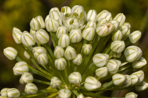 Allium cepa