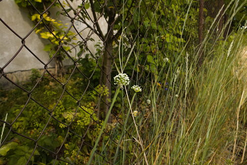 Allium cepa