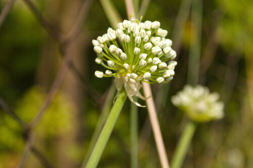 Allium cepa