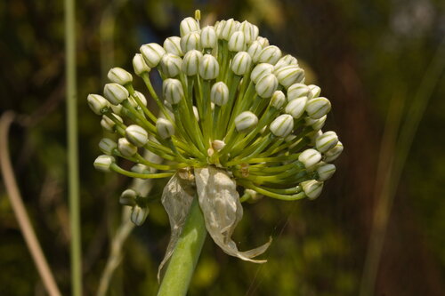 Allium cepa