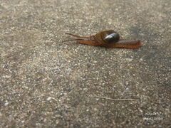 Helicarioninae