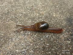 Helicarioninae