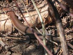 Aspidoscelis guttatus