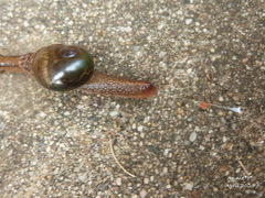 Helicarioninae